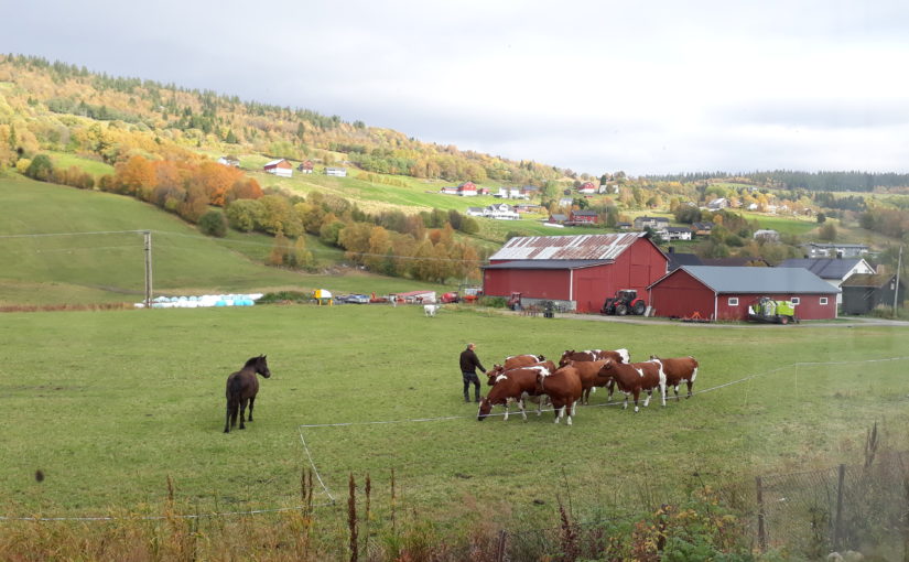 Regionale miljøtilskudd til jordbruket i Trøndelag 2018