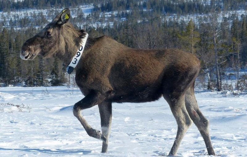 GPS-merkeprosjekt på elg i deler av Trøndelag