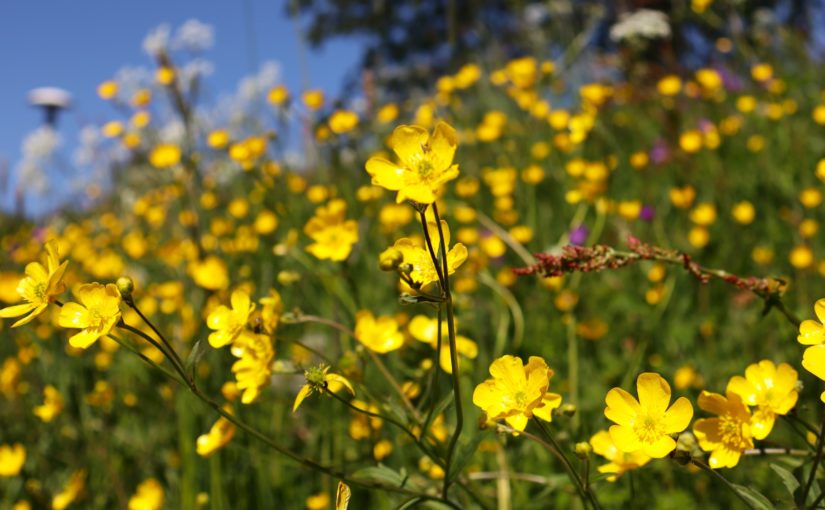 Helsestasjonen i sommer