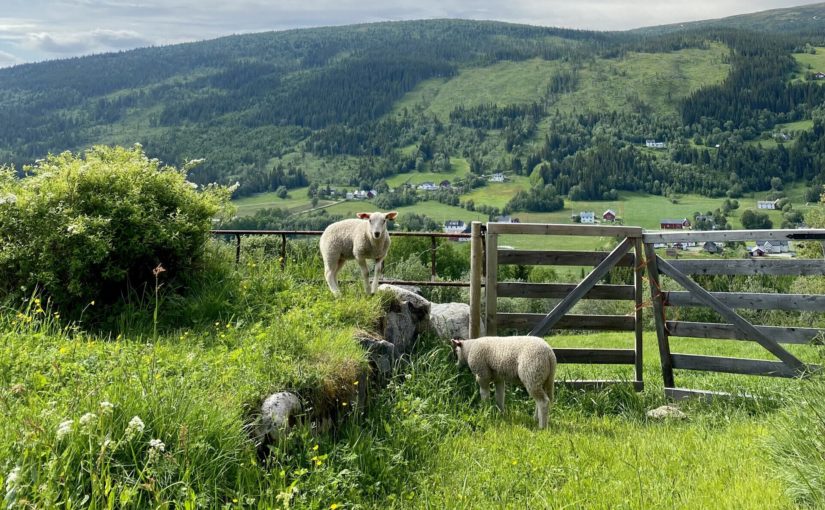 Avløserkurs – påmeldingsfrist